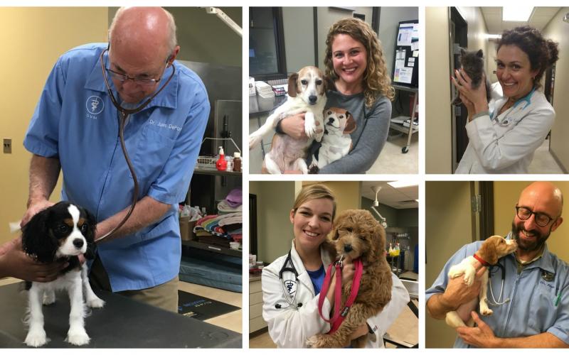 Find Pet Care Information and Veterinarians in Binghamfarms, Michigan